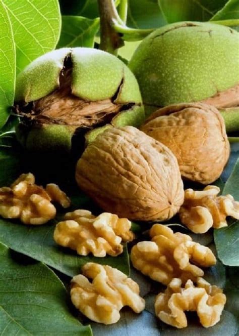 nwoix|noix fruit.